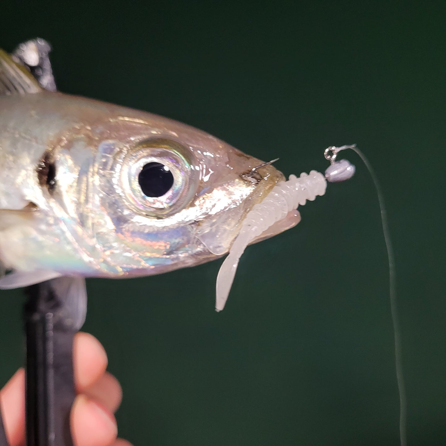 Superse Paddle Tail 1.4" Aji Worm SA014