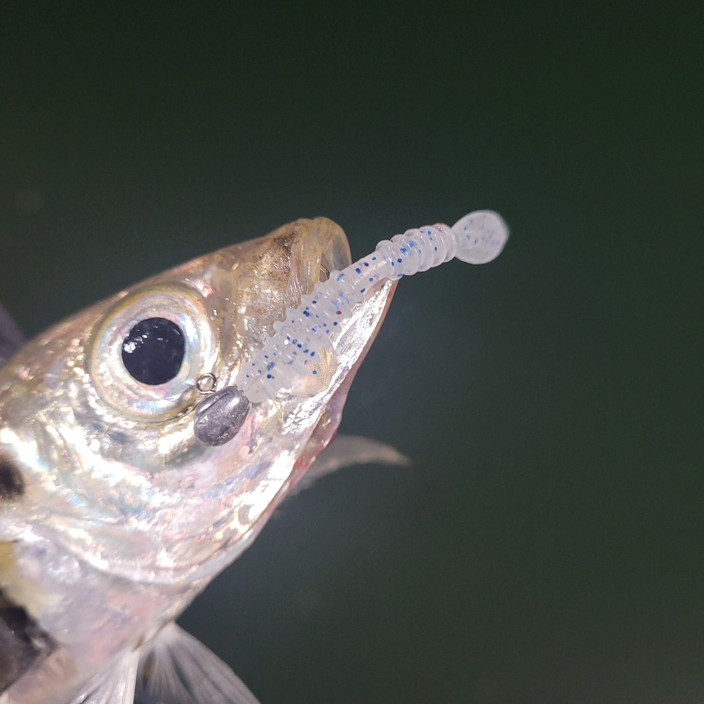 Superse Finner 1.9" Aji Worm SA005