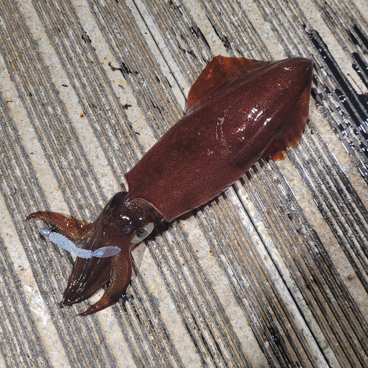 Superse Finner 1.9" Aji Worm SA005
